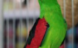 Papuga Czerwonoskrzydła
