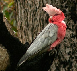 Kakadu różowa
