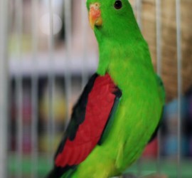 Papuga Czerwonoskrzydła