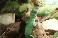 ANOLIS KUBAnSKI.JPG