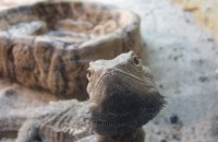 AGAMA BRODATA.JPG